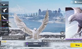 Things To Know About The PUBG Mobile Companion: Falcon In 2020