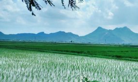 The Future of Agriculture in India: Innovations and Challenges