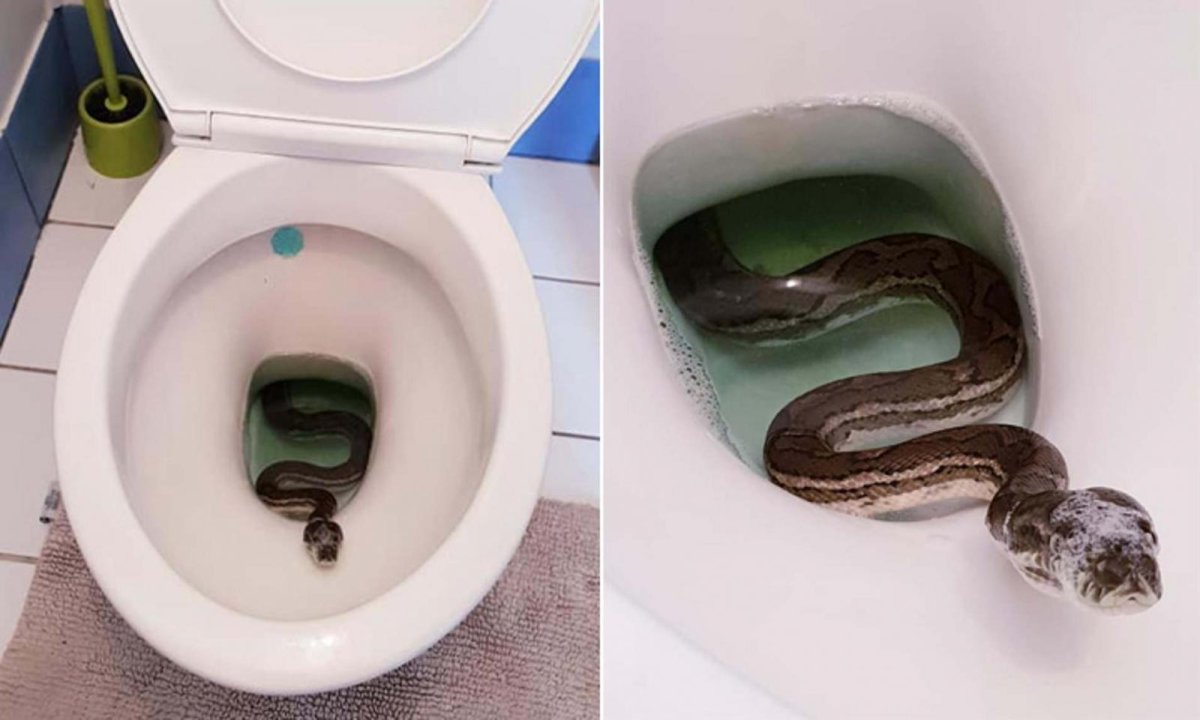 seeing-a-huge-snake-crawling-from-toilet-a-woman-almost-dropped-her-heart