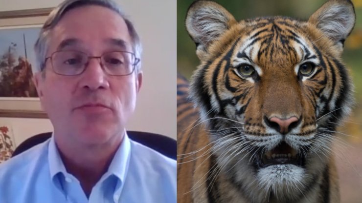 Wcs Announced That A Tiger In New York Zoo Got Cov