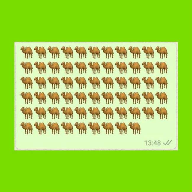 puzzles for whatsapp camels dromedaries