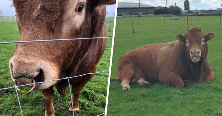 Bull With Itchy Bum Cuts Off Power