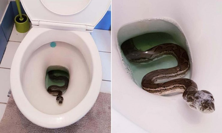 Python Toilet