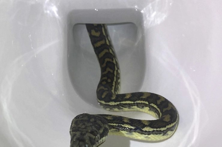 Snake