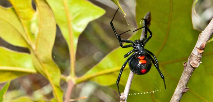 Black Widow Spider