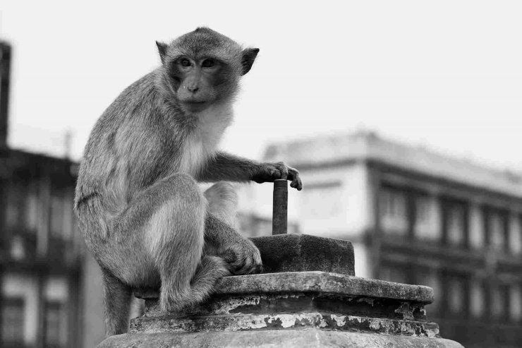 Lopburi Monkey Thailand