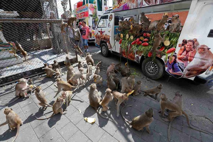 Thailand Monkey Buffet Lopburi Temple