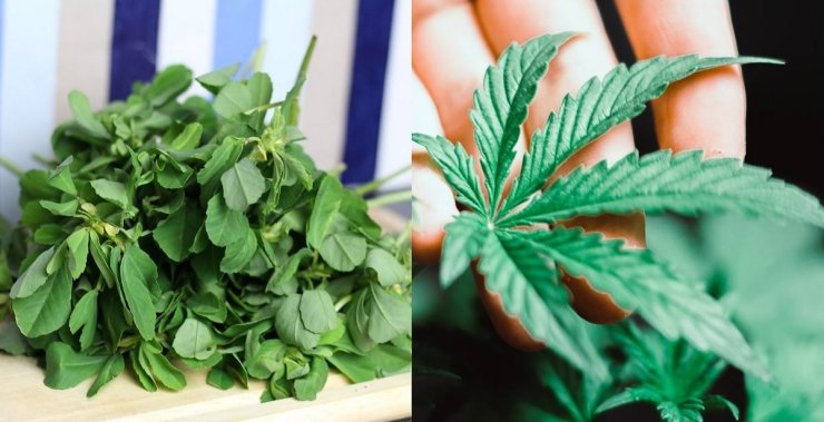 Methi Cannabis