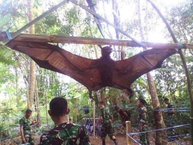 The Truth About Giant Bat In The Philippines Will Leave You Fainted