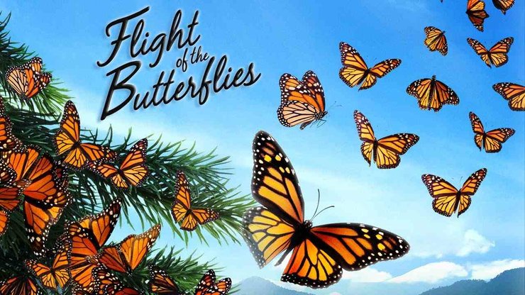 Flight Of The Butterflies