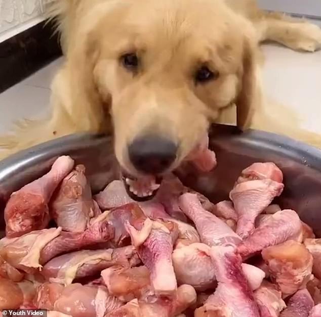 Shock: Dog Was Forced To Eat Chili Peppers In Tears On A Mukbang Video