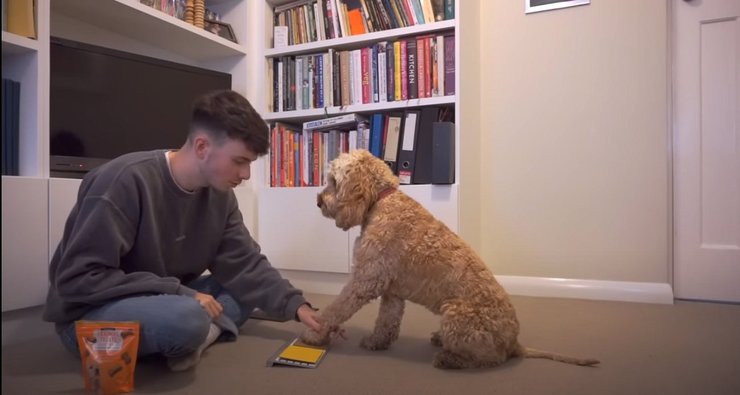 Teach Dog Play Game 2