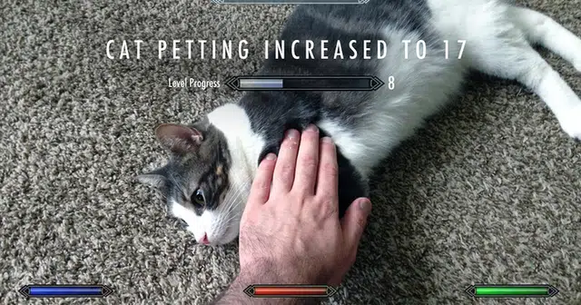 Cat Petting