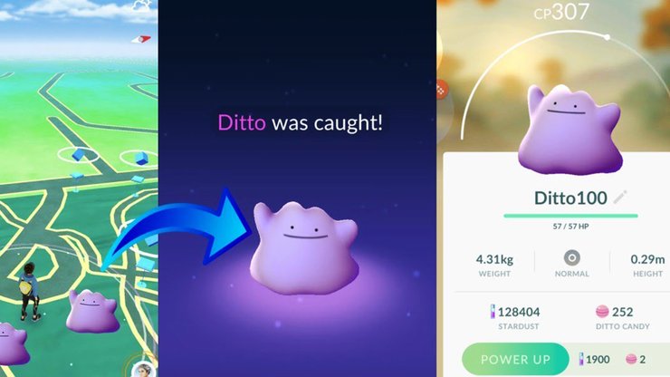 Catch Ditto In The Wild