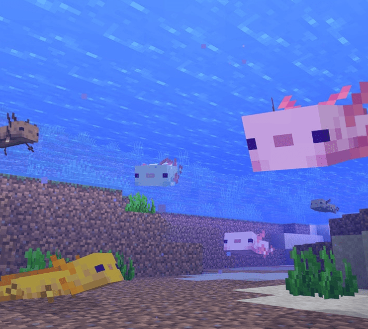 Breed Blue Axolotl In Minecraft